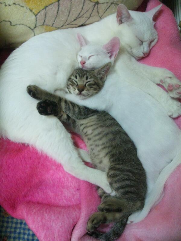 猫ってくっついて寝るよね Cute Kitten 保護猫 かわいいトラ猫こうちゃん成長期